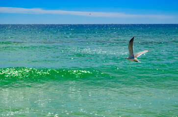 Fototapeta premium Watching the Seagulls, Sunday morning walk on the beach in October, Alabama Point, Orange Beach, Alabama