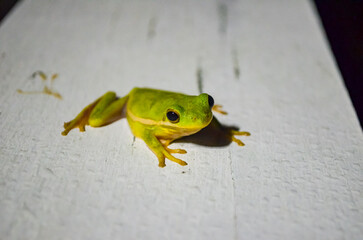 Little tree frog catching bugs under the flood light on a moon lit night, Ono Island, Orange Beach, Alabama