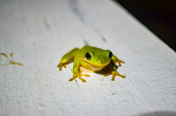 Little tree frog catching bugs under the flood light on a moon lit night, Ono Island, Orange Beach, Alabama