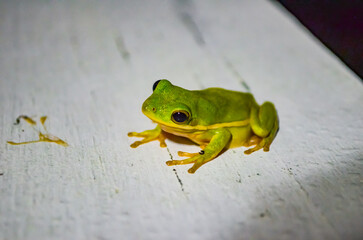 Little tree frog catching bugs under the flood light on a moon lit night, Ono Island, Orange Beach, Alabama