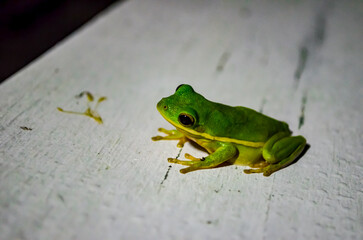 Little tree frog catching bugs under the flood light on a moon lit night, Ono Island, Orange Beach, Alabama