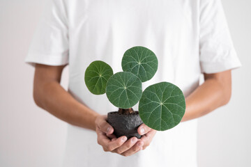 Both hand holding a Stephania Nova (Kaweesakii) caudex plant in ceramic pot with isolated white background.