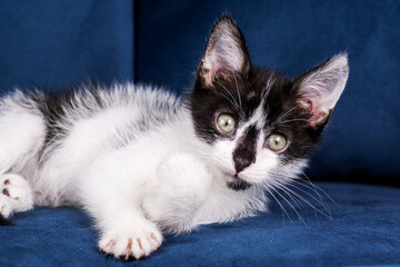 Cute funny black and white kitten is lying on a blue sofa. A kitten in the house. Fluffy kitten looks at the camera. Animal emotions