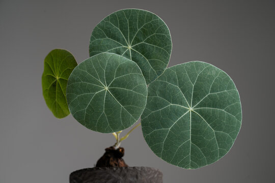 Stephania Nova (Kaweesakii) matured leaf close up with isolated grey background.