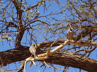 Oiseau Namibie