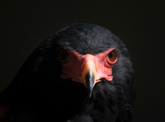 bataleur eagle