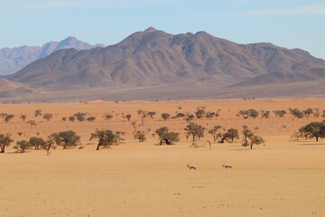 Fototapeta na wymiar Antilope Namibie