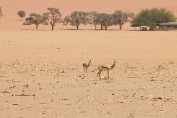 Antilope Namibië