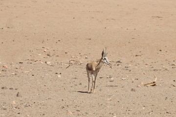 Antilope Namibie