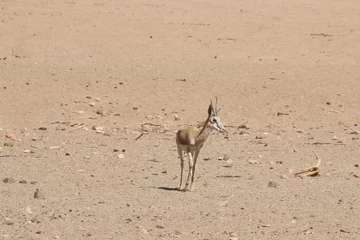 Blackout roller blinds Antelope Antilope Namibie