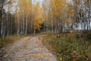 Brown Australian Shepherd dog walks in autumn forest on rural road. Aussie red tricolor walks in fall yellow park among birches and coniferous trees. Concept of active pets outside.