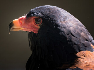 bataleur eagle