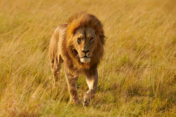 Obraz na płótnie Canvas Beautiful lion walking free in the african savanna.