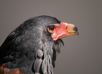 bataleur eagle