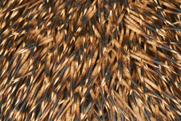 Close-up macro shot of needles of Common European hedgehog
