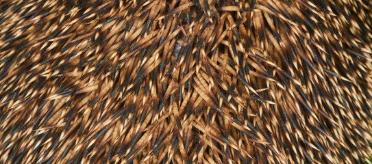 Close-up macro shot of needles of Common European hedgehog