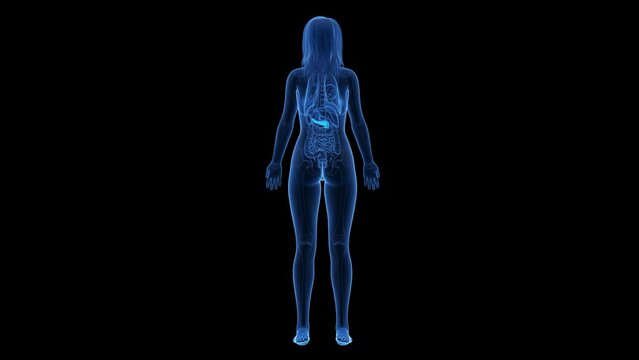 3d rendered medical animation of the pancreas