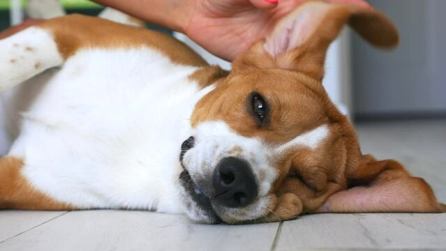 Calm cute dog with big ears rests on floor while the hostess gently strokes his withers and back. Purebred cute beagle gets pleasure from the affection and care of its owner lying on floor