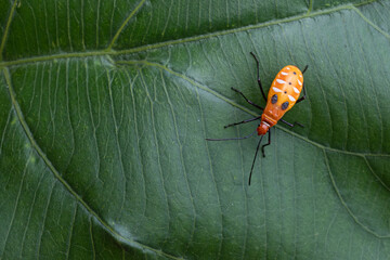 Mr pucung or bok bok cong is a species of true ladybug in the family Pyrrhocoridae.  Mr. pucung is...