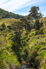landscape with trees