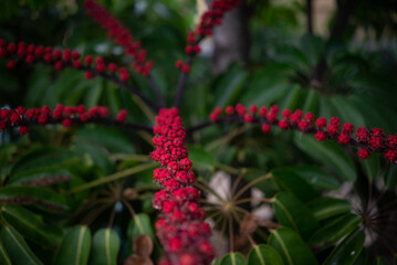 Mostly blurred red fruits and leaves of schefflera actinofphylla umbrella tree