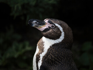 humboldt pinguin