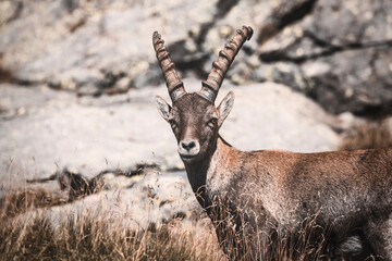 ibex portrait in the alps