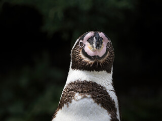 humboldt pinguin