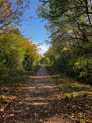 Fototapeta na wymiar Outdoor path in autumn with blue sky and leaves changing colors (eye level shot)