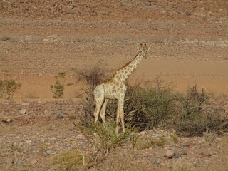 Girafe