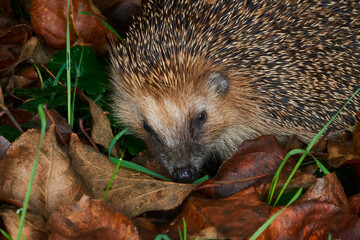 Hedgehog in the grass close-up looks into the frame. Animal in the wild. animals in forest. Hedgehog portrait with needles. Small mammals. Cute hedgehog in green grass.