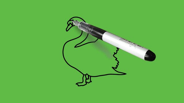 Draw long neck duck bird in light and dark grey and white color combination with black outline on abstract green background
