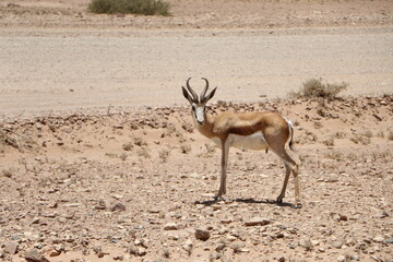 Oryx Antilope Namibie