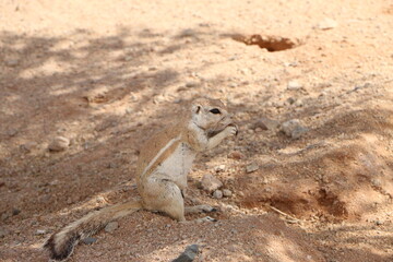 Ecureuil des sables Namibie