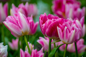 Fototapeta na wymiar pink tulip flowers blooming in a field of tulips against a background of blurry flowers.
