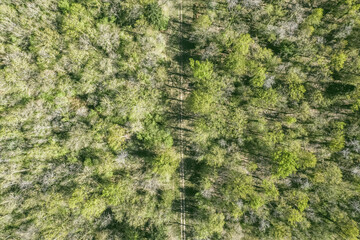 Forêt vu du dessus avec un drone, avec un chemin traversant la photo de haut en bas