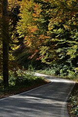 The road in the autumn forest. Beautiful autumn landscape