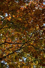 Autumn yellow and orange leaves. Beautiful autumn trees. Natural autumn background