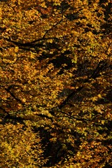 Autumn yellow and orange leaves. Beautiful autumn trees. Natural autumn background