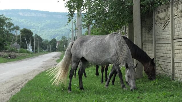 Horses in mountain village. Gray roan horse grazing on pasture in countryside. Animal farm with beautiful thorougbred horse. Green pasture with feeding farm stallion