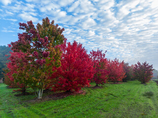 Row of young maple trees, acer rubrum trees surrounded by grass on a foggy morning. Image taken on a foggy morning in fall, October in Ramsel, Belgium