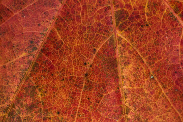 Plakat Macro close-up of leaves texture. Autumn texture for background. Autumn atmosphere. Autumn leaves fallen from the tree. Close up leave