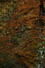 Autumn yellow and orange leaves. Beautiful autumn trees. Natural autumn background