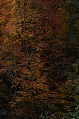 Autumn yellow and orange leaves. Beautiful autumn trees. Natural autumn background