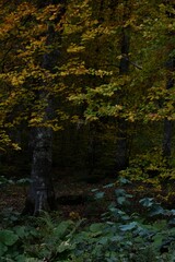Autumn yellow and orange leaves. Beautiful autumn trees. Natural autumn background