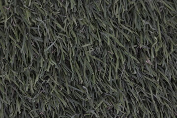 texture of the grass
