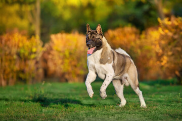 American akita dog play