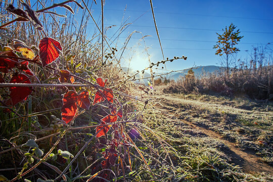 First frost. Red foliage against the background of dry grass in hoarfrost. Bright morning sun in the field