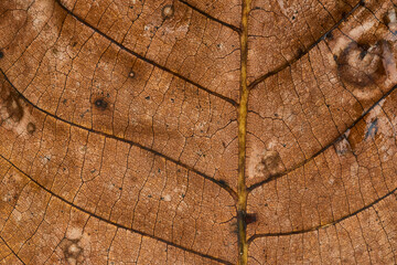 Macro close-up of leaves texture. Autumn texture for background. Autumn atmosphere. Autumn leaves fallen from the tree. Close up leave