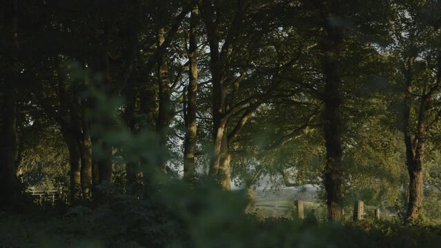Panning surface level shot of foliage and trees in forest / Crossgare, Londonderry, Northern Ireland